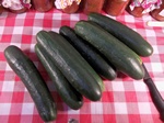 Mature slicing type cucumbers ready for the simple brine pickle recipe!